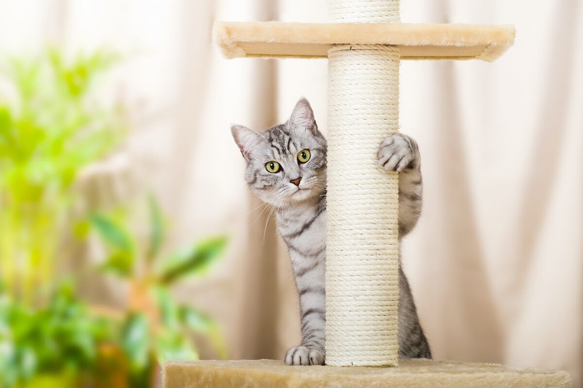 Why does your cat scratch the furniture? Redirect their claws!